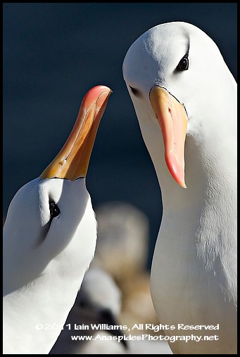 Anaspides Photography - Iain D. Williams - Anaspides Photography - Iain D.  Williams - Black-browed Albatross (Thalassarche melanophrys) - Falkland  Islands