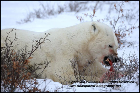 Polar Bear A Forma di Neonato Soffici Con Cappuccio in Pile Morbido Coperta Avvolgere 